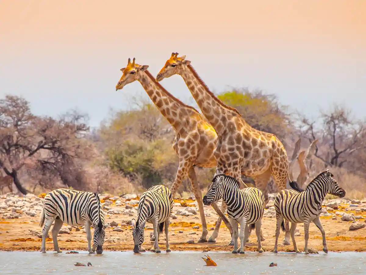 Dos jirafas y cuatro cebras de las llanuras en un abrevadero del Parque Nacional de Etosha bajo la luz suave de media tarde.