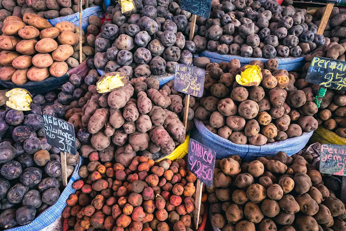 Decenas de variedades nativas de papa peruana — moradas, borgoñas, amarillas y rosadas — apiladas en cajones de mercado con etiquetas escritas a mano.